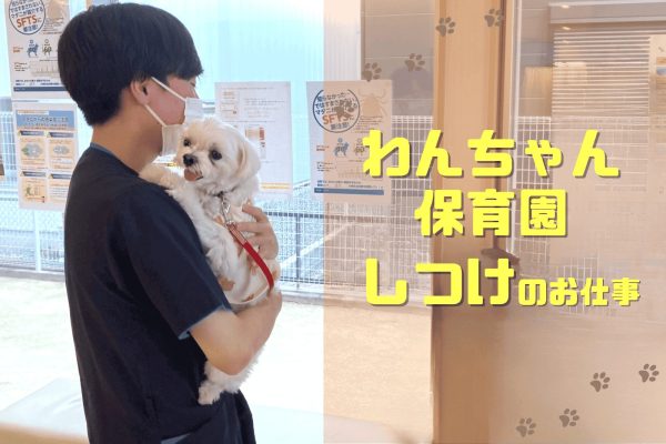 「わんちゃん保育園・しつけのお仕事」TOP画像：白い犬をお預かりしているダイゴペットクリニックの男性スタッフ