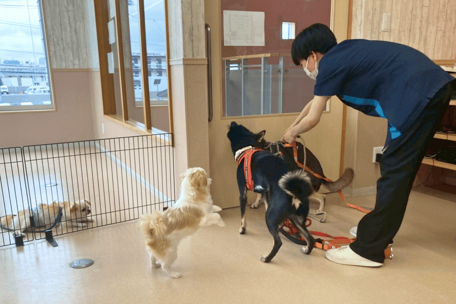 個性豊かな4頭のわんちゃんを見守り、しつけのトレーニングをしているトレーナー