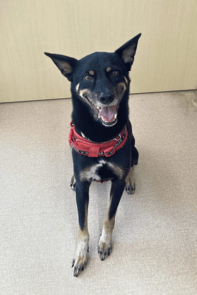 わんちゃん保育園に来た黒と黄褐色のわんちゃん。あなたのことを待っている様子。