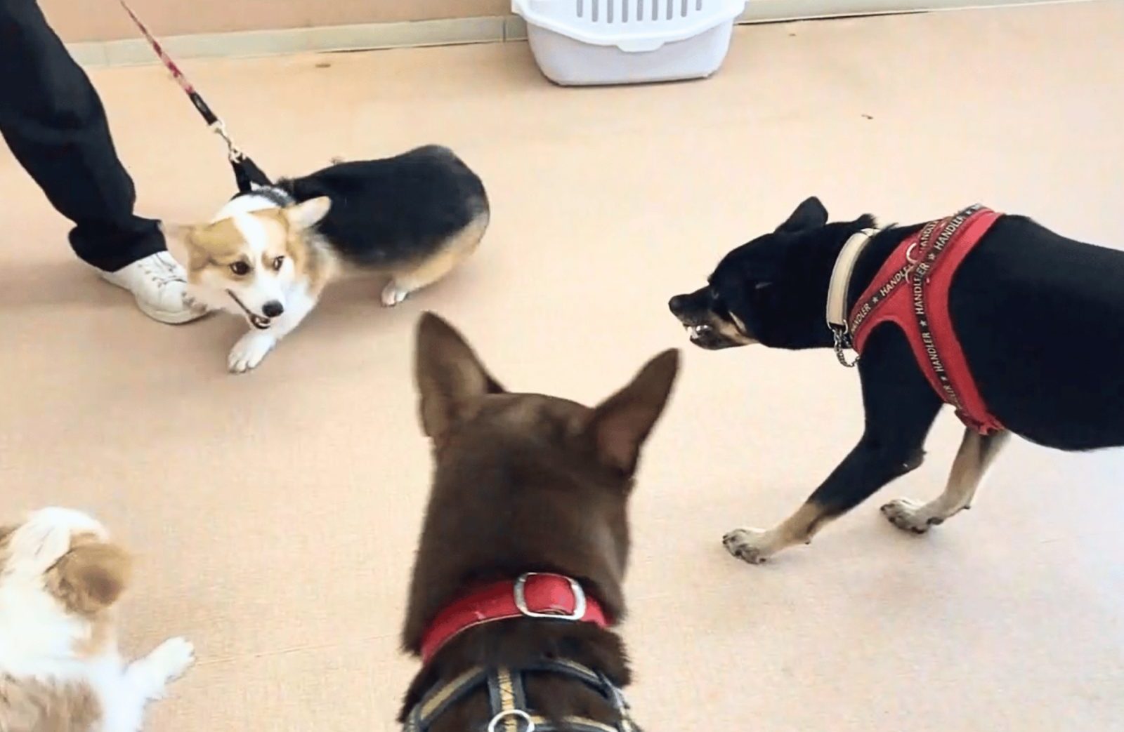 わんちゃん保育園に来た4頭の犬。最初は警戒心があり、距離をとっている様子。